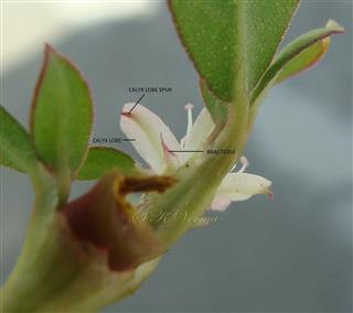  Calyx lobe spur